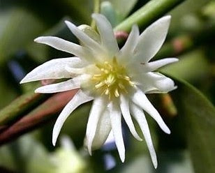 Hồi Hương Illicium verum Gia đình: Illiciaceae