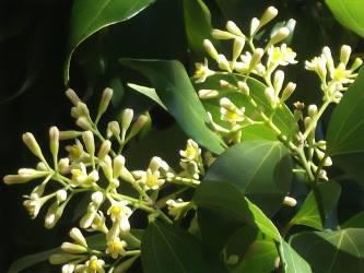 Quế Cinnamomum zeylanicum Gia đình: Lauraceae